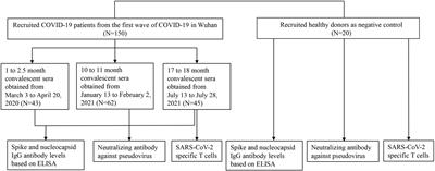 Neutralizing Antibodies and Cellular Immune Responses Against SARS-CoV-2 Sustained One and a Half Years After Natural Infection